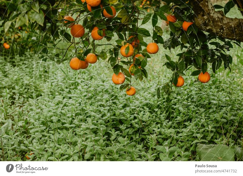 Orangen im Baum orange Orangensaft frisch Frische Bioprodukte Gesundheit Ernährung Gesunde Ernährung Vitamin Lebensmittel Farbfoto Zitrusfrüchte Frucht