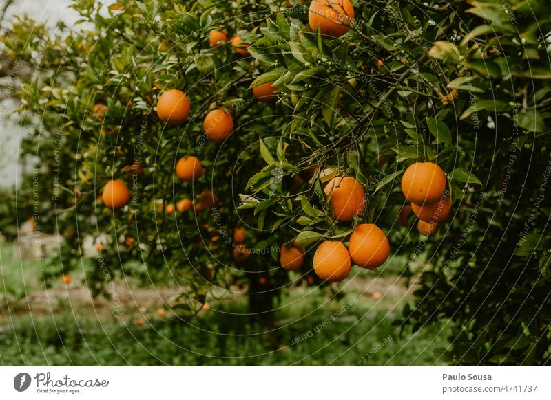 Orangen im Baum orange Orangensaft frisch Frische Bioprodukte Gesundheit Ernährung Gesunde Ernährung Vitamin Lebensmittel Farbfoto Zitrusfrüchte Frucht