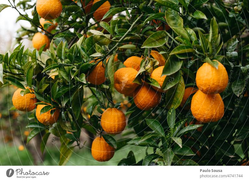 Orangen im Baum orange Orangensaft frisch Frische Bioprodukte Gesundheit Ernährung Gesunde Ernährung Vitamin Lebensmittel Farbfoto Zitrusfrüchte Frucht