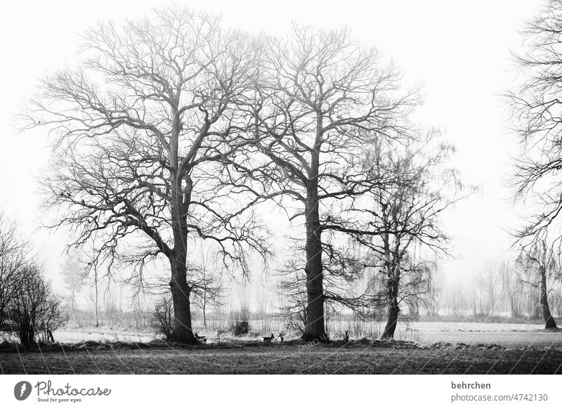 bäume im nebel. und vögel auf den ästen. stille mit rehen. Baumstamm ruhig Winter Wald Feld Wiese Umwelt Natur Landschaft Bäume kalt Kälte frieren Außenaufnahme