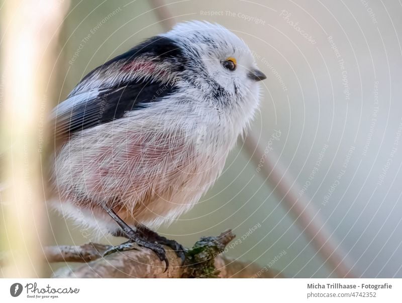 Schwanzmeise Porträt Aegithalos caudatus Vogel Wildvogel Tier Tiergesicht Flügel Kopf Auge Schnabel Feder Krallen Wildtier Meisen Zweige u. Äste Baum Sträucher