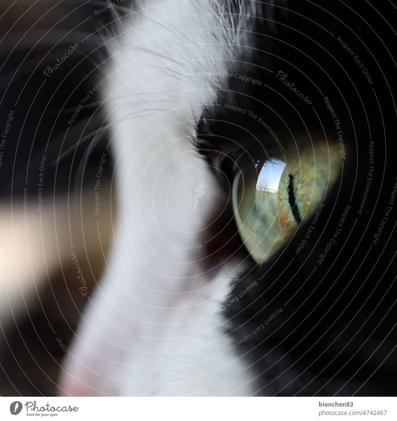 Katzenauge2 Auge Iris Hauskatze schwarzweiß Wimpern Spiegelung Pupille Tier Fell Tiergesicht Katzenkopf beobachten Blick Netzhaut