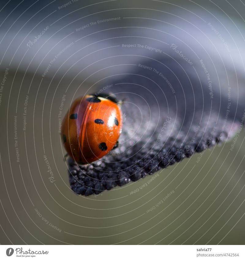 Marienkäfer sitzt auf einer Blattspitze Siebenpunkt-Marienkäfer Käfer Glücksbringer Insekt krabbeln Farbfoto Makroaufnahme Tier 1 klein grün Menschenleer Sommer