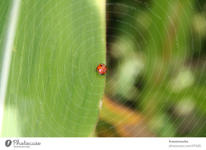 marienkäfer Marienkäfer Blatt Pflanze grün gepunktet Schiffsbug Natur Nahaufnahme Makroaufnahme Käfer orange Punkt ladybird lady bird leaf point pointed