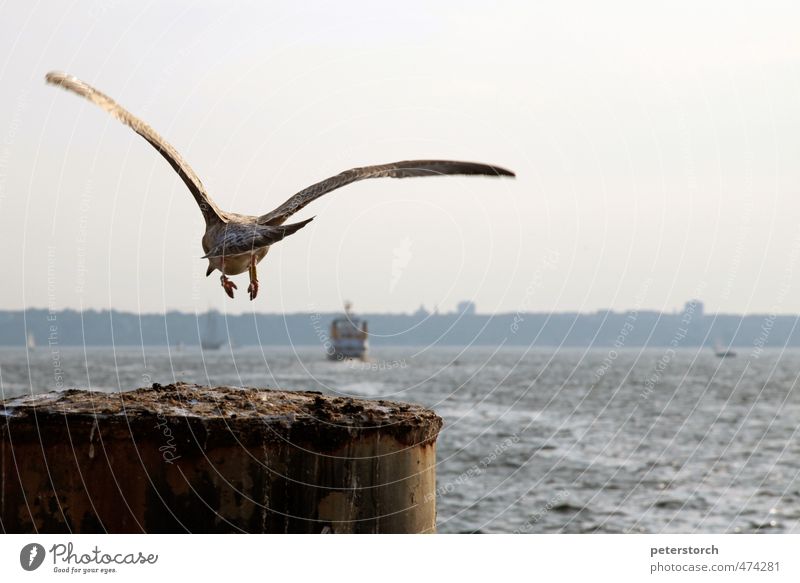 Absprung Freiheit Wellen Wasser Himmel Küste Bucht Hafen Tier Möwe 1 Holz fliegen frei Beginn ästhetisch Bewegung Energie Entschlossenheit Horizont einzigartig