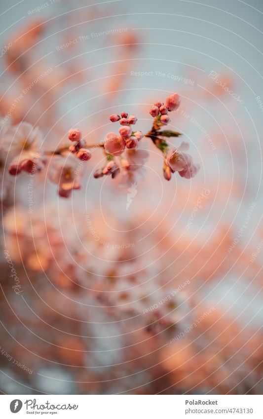 #A0# Kirschblütenzeit Kirschbaum Frühling Frühlingstag Frühlingserwachen Blüte Natur rosa Baum Blühend Außenaufnahme Duft Schönes Wetter