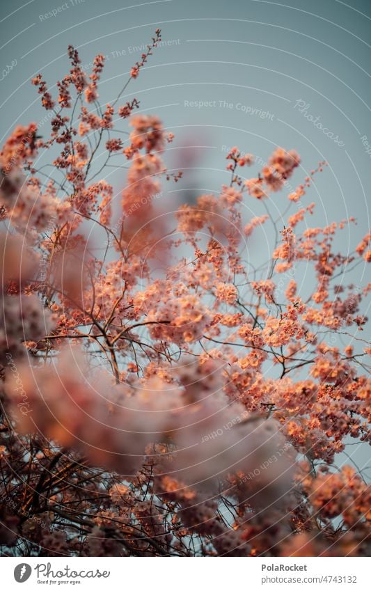 #A0# Kirschblütenzeit Kirschbaum Frühling Frühlingstag Frühlingserwachen Blüte Natur rosa Baum Blühend Außenaufnahme Duft Schönes Wetter