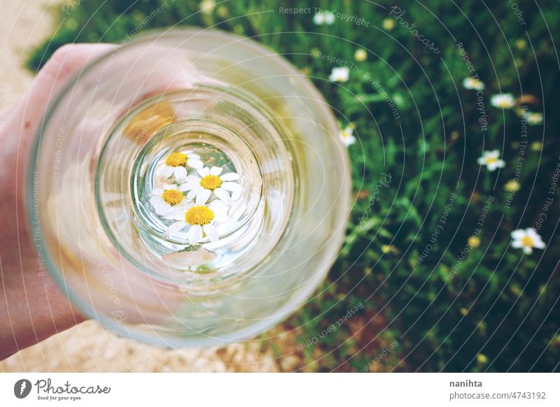 Kamillenblüten in einem Glas mit reinem Wasser abstrakt Wetter Blume Regen Reinheit Mineral grün natürlich Klima Wandel & Veränderung durchsichtig Hintergrund