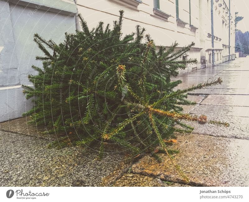 Weihnachtsbaum Entsorgung auf dem Fußweg Weihnachtsbaumentsorgung Einwegartikel Müll Weg Straße Holzwirtschaft Weihnachtsstimmung Anti-Weihnachten Neujahr