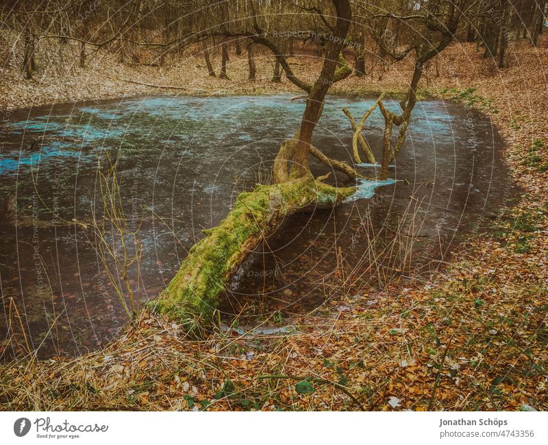 Umgestürzter Baum im Teich, Wald, Winter umgestürzt See gefroren umgestürzte Bäume im Wasser analog retro film vintage Natur Reflexion & Spiegelung Menschenleer