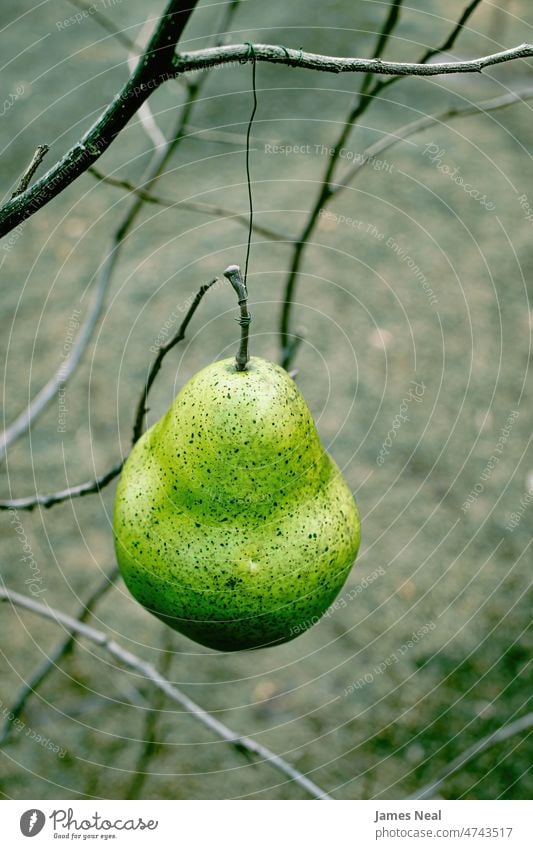 Eine Birne ist mit einem Birnbaum verdrahtet Herbst Zusammensetzung Farbe Fälschung Natur abstrakt Tag Schönheit Draht fallen dekorativ Ackerbau Pflanze Makro