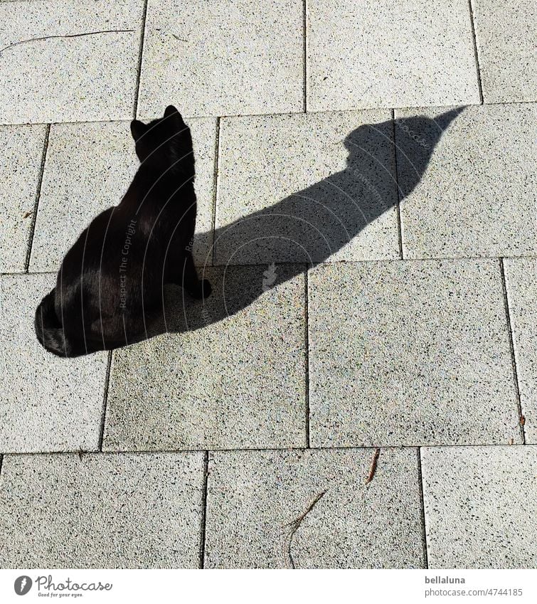 Kleine Kater werfen große Schatten voraus Katze Haustier Tier Fell Hauskatze Tierporträt kuschlig niedlich beobachten Wachsamkeit Farbfoto schwarz