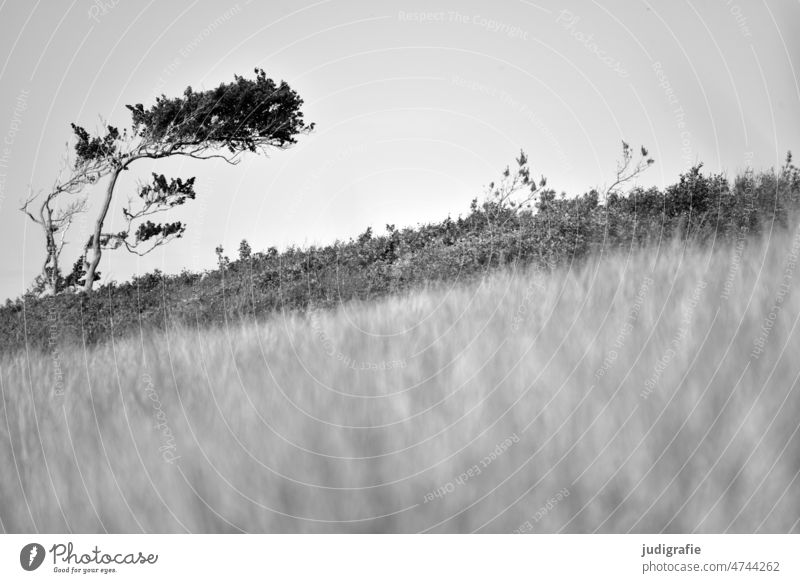 Windflüchter am Darßer Weststrand Strand Ferien & Urlaub & Reisen Schwarzweißfoto wild natürlich Idylle Meer Natur Nationalpark Baum