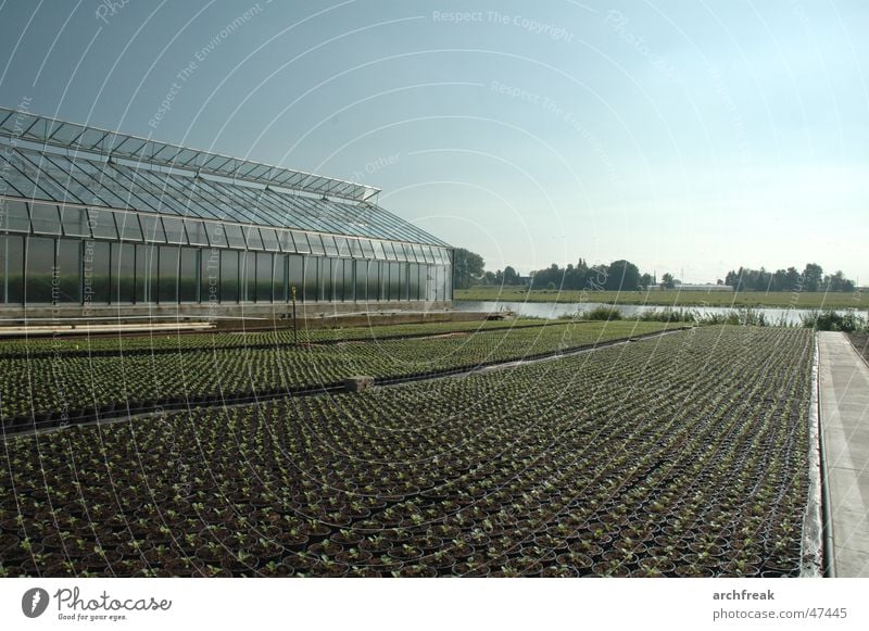 Vier- und Marschlande Gewächshaus Landwirtschaft Herbst Setzling Pflanze Himmel Garten Gartenbau Zentralperspektive Fluchtlinie züchten