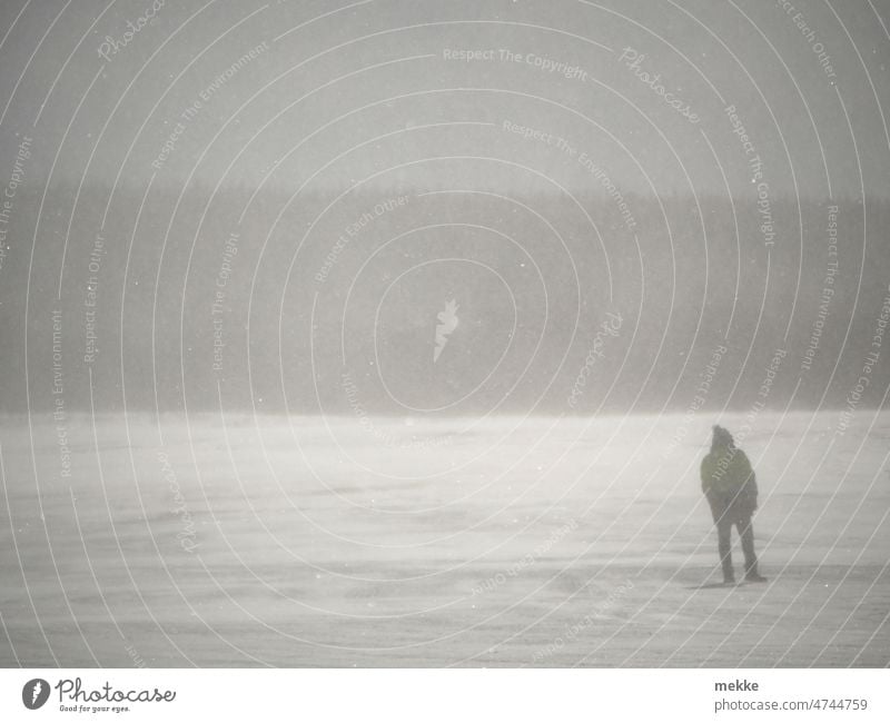 Verschneite Grauton-Trikolore mit Mensch Schneesturm Winter Schneefall kalt Schneeflocke Frost Wetter schlechtes Wetter Unwetter Klima Sturm frieren weiß Wind