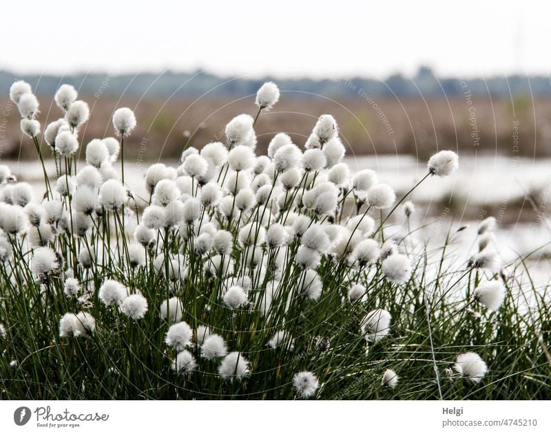 Happy Birthday, willma!  - Wollgrasbüschel im Moor mit Samenstand Moorlandschaft Natur natürlich Pflanze Menschenleer Außenaufnahme Sumpf Frühling wachsen weiß