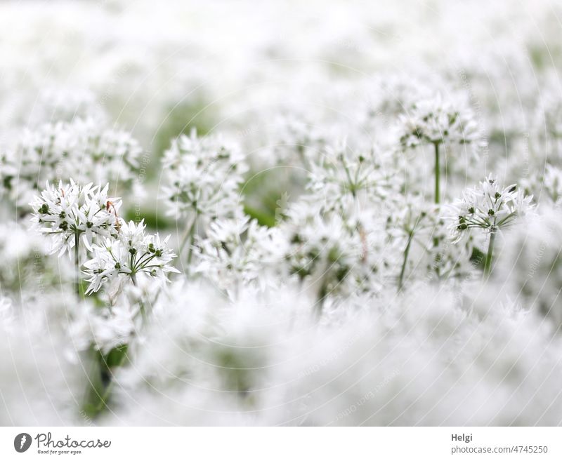 Bärlauchblütenrausch - der Waldboden ist bedeckt von Bärlauchblüten Blütenrausch Frühling Buchenwald Teutoburger Wald blühen wachsen duften Duft Knoblauchduft