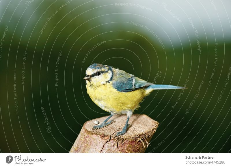 Blaumeise sitzt auf einem abgesägten Ast Vogel Gartenvogel Gartenvögel Wildtier Stamm Vogelhaus Futterstelle Tier Natur Schnabel Außenaufnahme klein Tierporträt