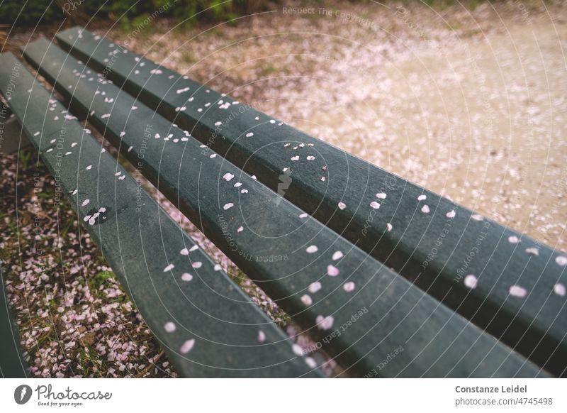 Sitzbank mit heruntergefallenen rosa Blütenblättern. Park Blütenblatt pink Parkbank Frühling Frühjahrsputz Garten Blühend Natur Blütenpracht natürlich Duft zart