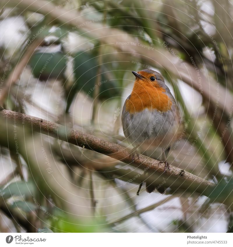 Rotkehlchen sitzt wartend in einem Brombeerstrauch Vogel Brombeeren Brombeerbusch Natur Außenaufnahme Farbfoto Pflanze Nahaufnahme Tag Tier Menschenleer Beeren