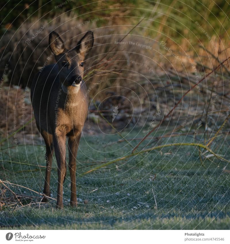 Rehgeiß / Reh in der Morgensonne II Augen braun weiß grün schwarz Rehwild Spiegel Decke Tier Natur Wildtier Außenaufnahme Säugetier Farbfoto Jagd Wald Hirsche