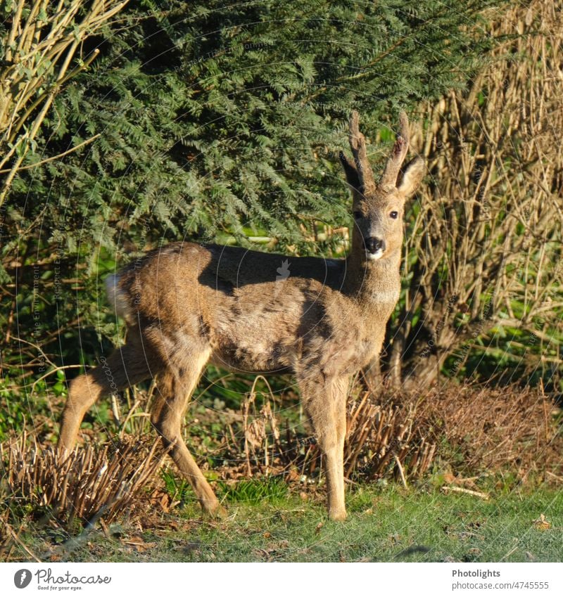 Rehbock in der Morgensonne I Augen Geweih braun weiß grün schwarz Rehwild Spiegel Decke Tier Natur Wildtier Außenaufnahme Säugetier Farbfoto Jagd Wald Hirsche