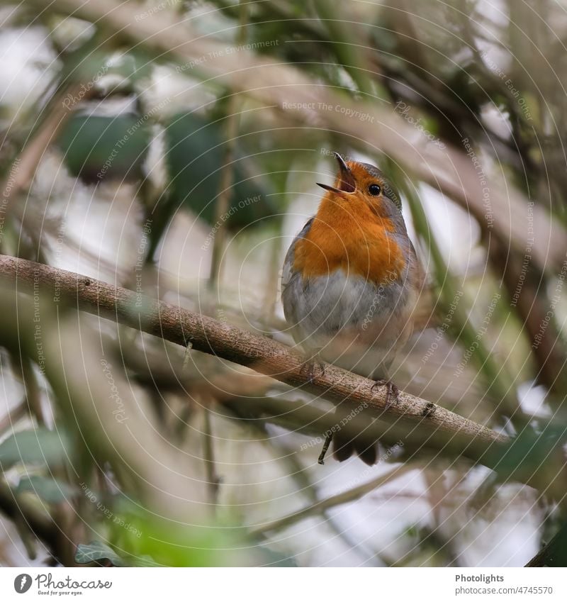 Singendes Rotkehlchen sitzt in den Brombeersträuchern singen singend Vogel Brombeeren Brombeerbusch Natur Außenaufnahme Farbfoto Pflanze Nahaufnahme Tag Tier