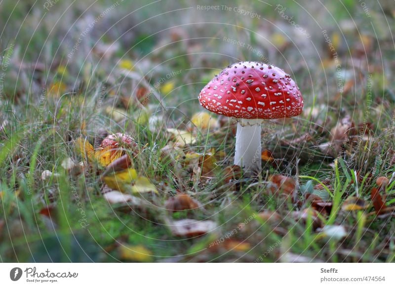 Fliegenpilz wächst auffällig auf einer Herbstwiese Pilzhut giftiger Pilz Amanita muscaria schön und giftig Farbtupfer Herbstlaub wachsen gefunden Herbstbild rot