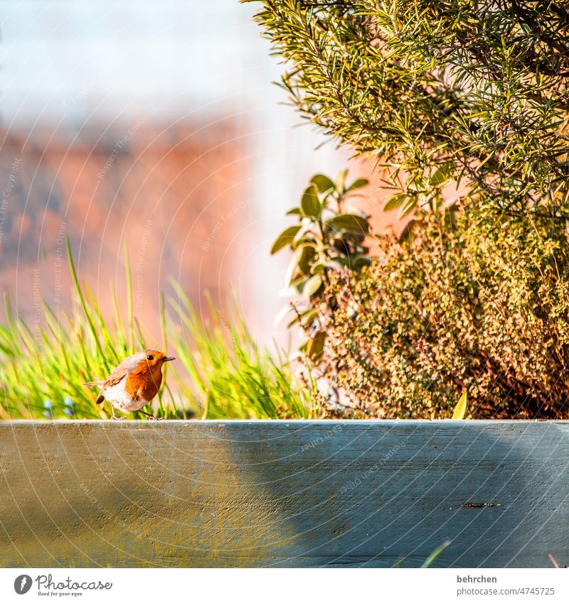 platz an der sonne Natur Singvogel Wildtier Sommer Frühling Tierporträt Vogel Rotkehlchen Farbfoto Jahreszeiten klein Nahaufnahme Schnabel Feder Ornithologie