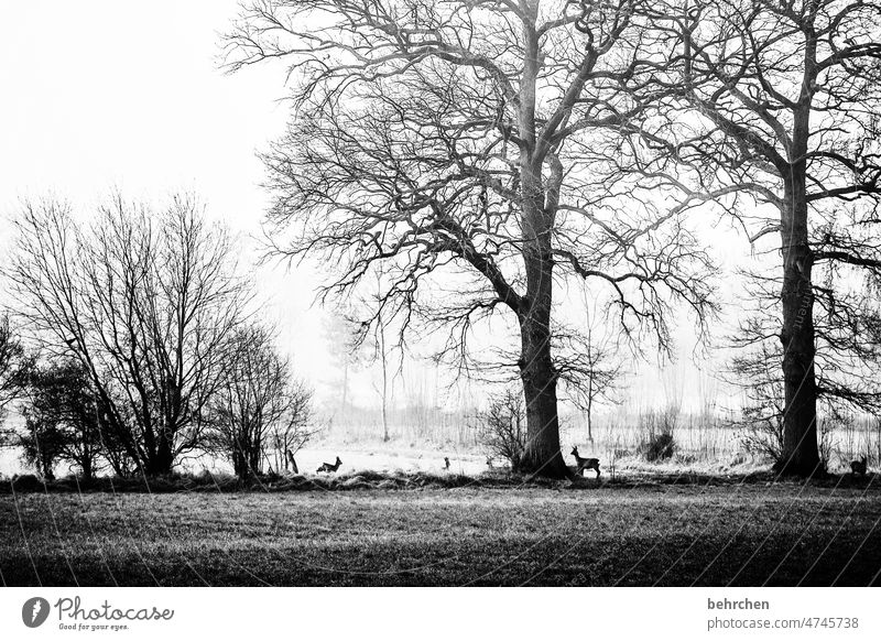 innehalten Baumstamm ruhig Winter Wald Feld Wiese Umwelt Natur Landschaft Bäume Kälte Idylle kalt stille Wetter Jahreszeiten Nebel Menschenleer geheimnisvoll