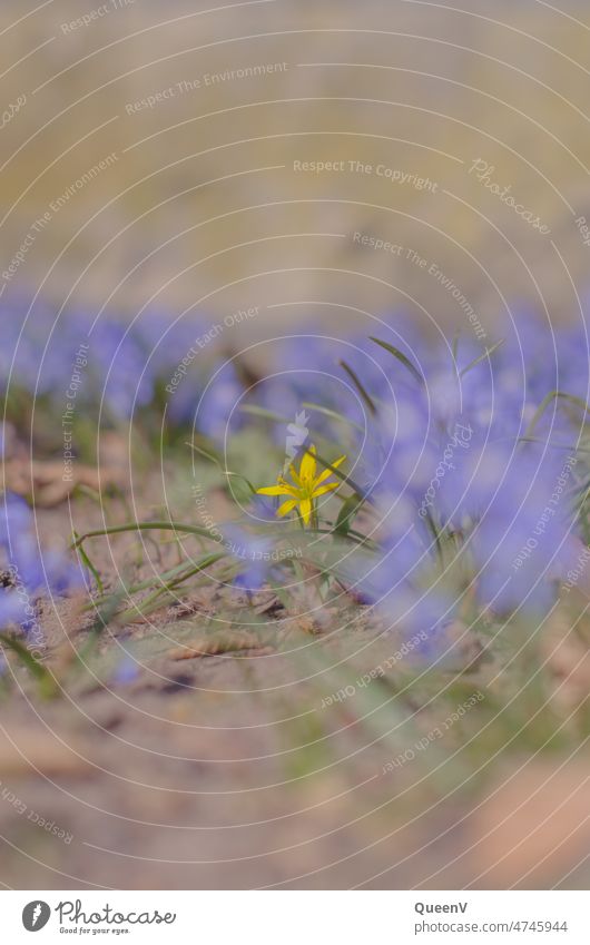 Lila und Gelbe Blumen in Frühling bunt lila gelb Pflanze Blühend Natur Blüte schön grün Garten violett Sommer Wiese Schwache Tiefenschärfe natürlich Farbfoto