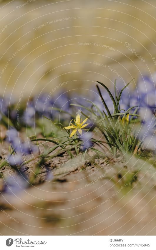 Gelbe und lila Blumen gelb grün Natur Frühling fokussiert Blüte Garten Tag Blühend Schwache Tiefenschärfe violett natürlich schön Unschärfe