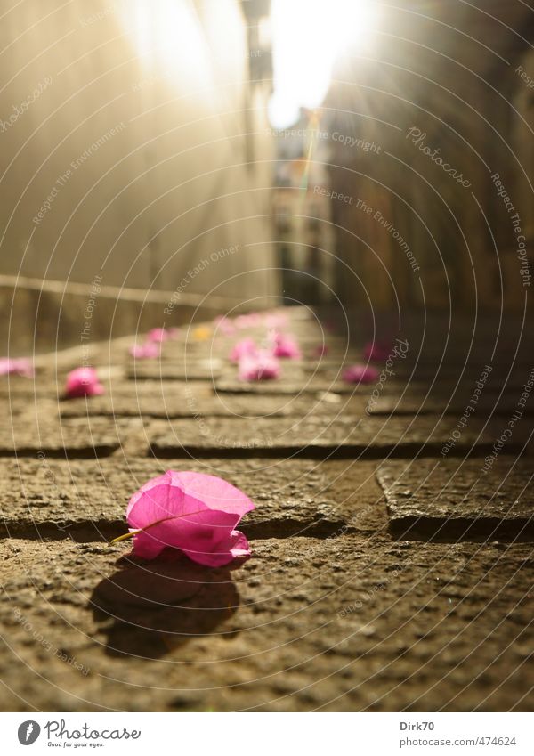 Vom Dachgarten her regnet es bunt. Sonne Sonnenlicht Sommer Schönes Wetter Pflanze Blume Blüte Zierpflanze Sevilla Stadt Altstadt Menschenleer Straße