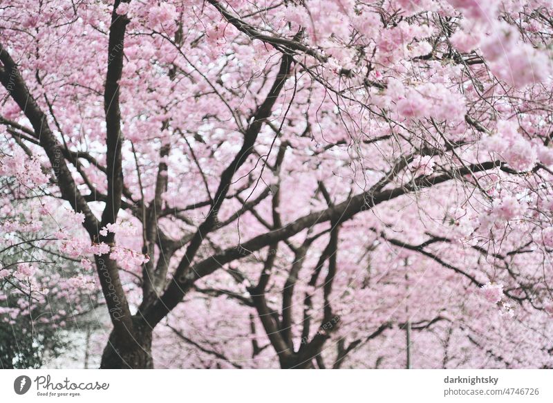 Sakura, Kirschblüte im Frühling, japanische Zierkirsche Prunus Serrulata Kanzan in einer Allee Bokeh Pflanze geblümt Ast Blume Hintergrund natürlich