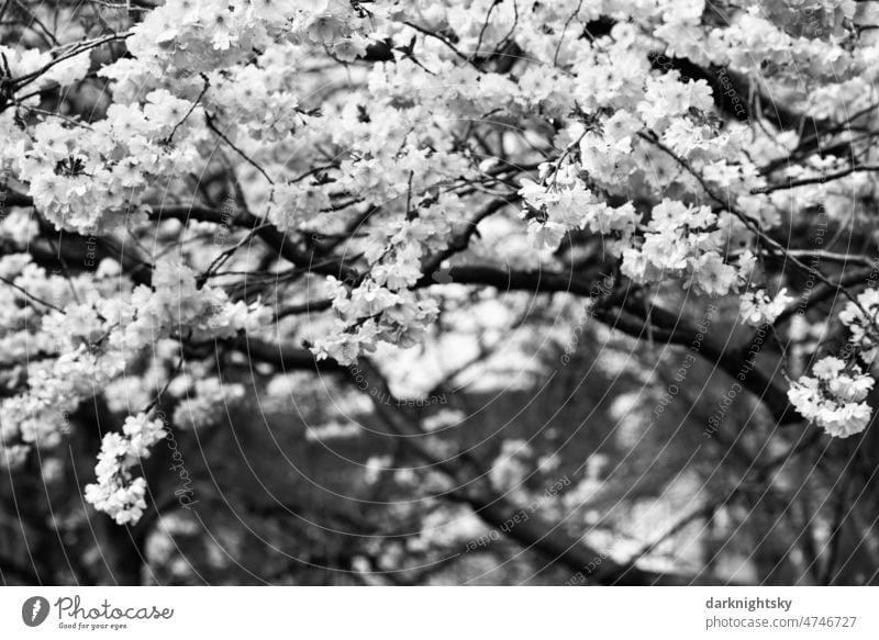 Sakura, Kirschblüte im Frühling, japanische Zierkirsche Prunus Serrulata Kanzan Bokeh Pflanze geblümt Ast Blume Hintergrund natürlich Prunus serrulata Garten