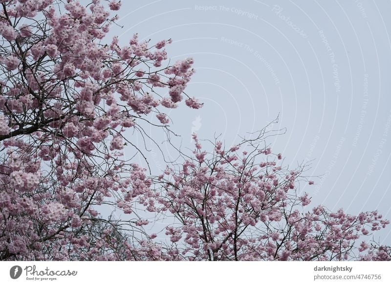 Sakura, Kirschblüte im Frühling, japanische Zierkirsche Prunus Serrulata Kanzan in einer Allee Bokeh Pflanze geblümt Ast Blume Hintergrund natürlich