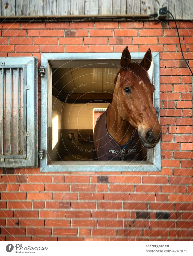 Kluges Pferd mit großer Klappe Pferdestall Fenster neugierig Tier Außenaufnahme Bauernhof Farbfoto Natur Säugetier Ranch Reiten Menschenleer ländlich Stute