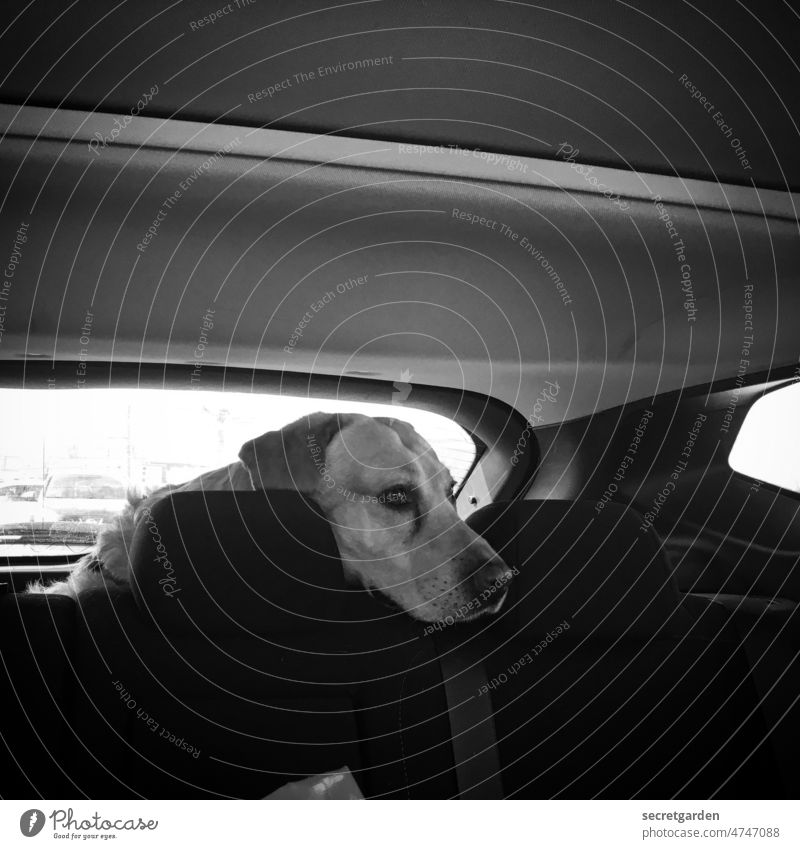 Erwartungshaltung Hund Auto Schwarzweißfoto Rücksitz warten brav PKW Tier Haustier reisen niedlich Humor humorvoll Schnauze Transport Blick treu Labrador