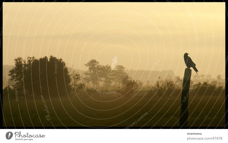 ...einsamer Morgen Sonnenaufgang Krähe Sträucher Nebel Herbst Landschaft baume Ferne Kontrast