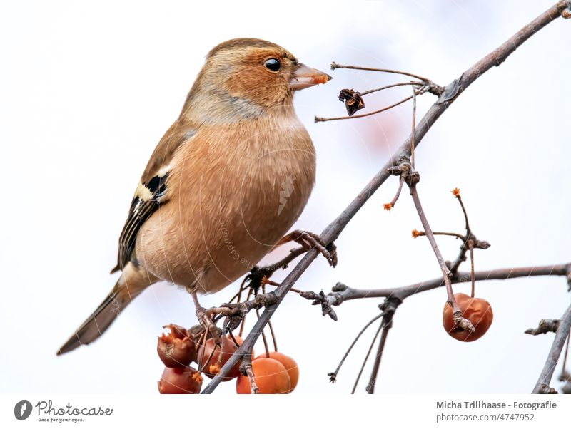 Buchfink frisst Beeren Fringilla coelebs Fink Kopf Schnabel Auge Feder Flügel Tiergesicht Krallen Vogel Wildtier Fressen Baum Zweige u. Äste Natur Himmel