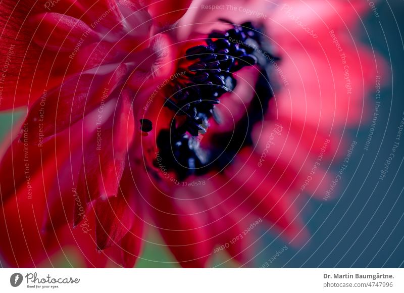 Blüte von Anenone coronaria, rot; Wildform aus Israel mit roten Petalen, Staubblättern und Stempel Anemone blühend Gartenanemone Blume Schnittblume Zierblume