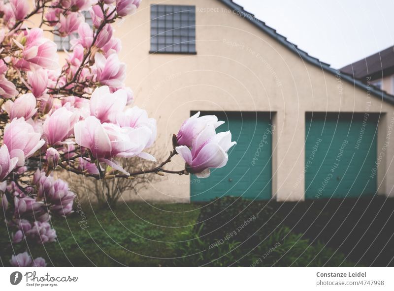 Magnolienbaum mit Haus mit grünen Garagentoren im Hintergrund. Magnolienblüte Magnoliengewächse Blüte Frühling schön rosa Blühend Frühlingsgefühle Wachstum