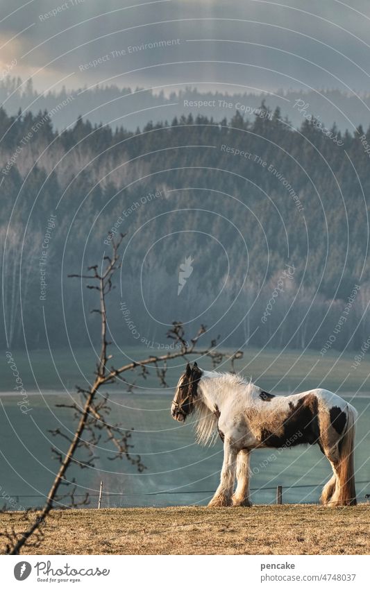 aprilpferd Pferd Arbeitspferd Kaltblüter Bauernhof Tier Wiese Feld ländlich Landschaft Weide Natur Wald Berge Allgäu Frühling Zweig Baum Apfelbaum Gewitter