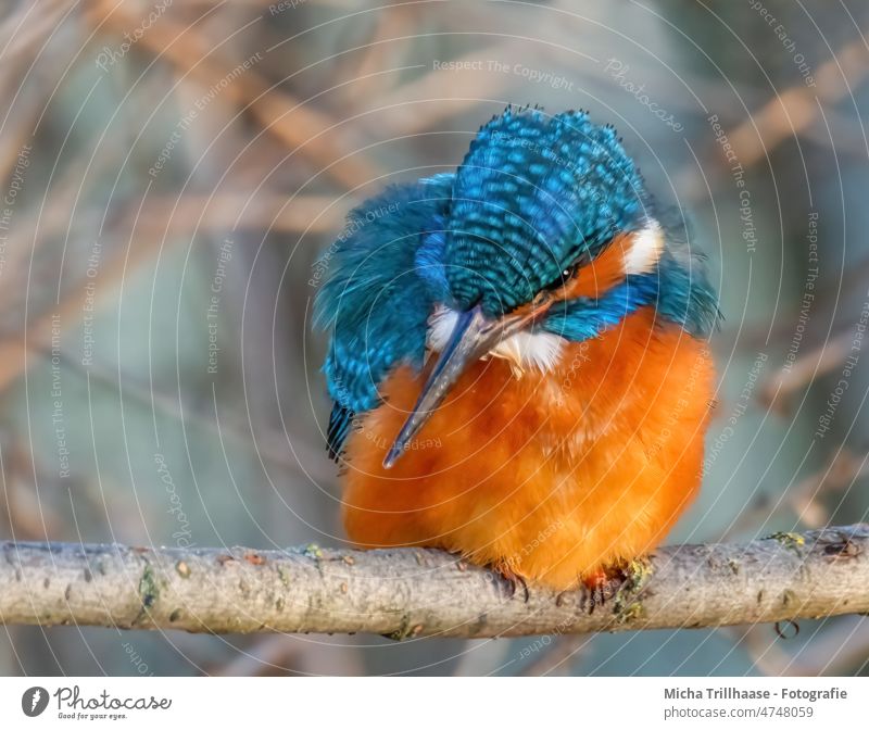 Eisvogel beobachtet das Wasser Alcedo atthis Kopf Auge Schnabel Federn Gefieder Flügel Krallen Vogel Tier Wildtier Tierporträt Zweige u. Äste Natur leuchtend