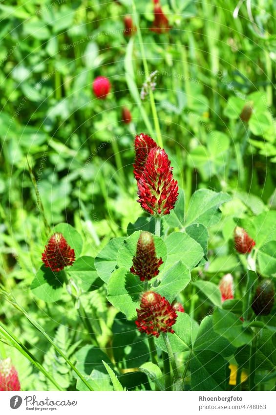 Blühender Inkarnat- Klee oder auch Blutklee genannt inkarnat inkarnat-Klee blutklee trifolium incarnatum rosenklee italienischer Klee gras gräser wild wildnis