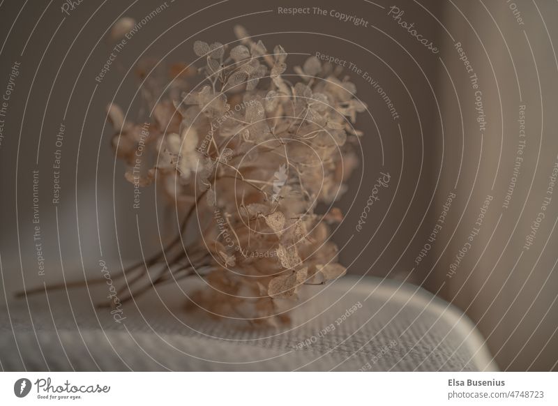 Stimmungsvolles Bild einer Trockenblume am Fenster Blume Pflanze Natur Farbfoto Blüte Vergänglichkeit getrocknet Nahaufnahme natürlich Herbst Frühling drinnen