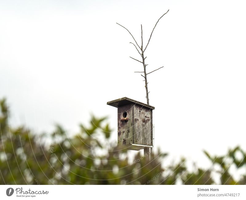 Vogelhäuschen Nistkasten Frühlingsgefühle Garten Eigenheim Umwelt Holzhaus nisten Nestbau Heimat Fortpflanzung