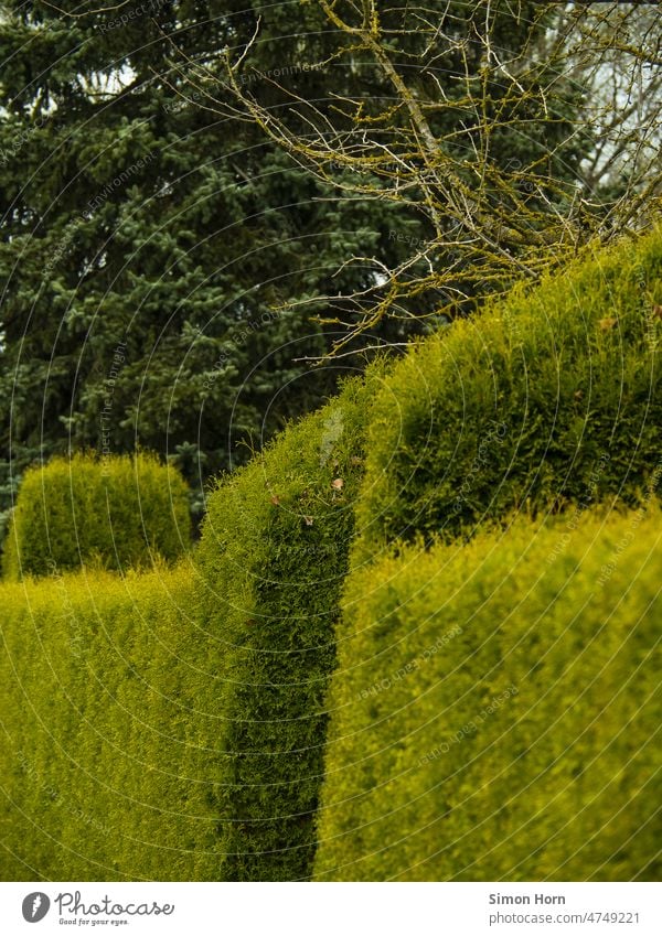 geometrische Natur Hecke Kulturlandschaft Busch Garten Umwelt Geometrie Park Frühling Burg oder Schloss Architektur Landschaft Versteck verstecken Denkmal