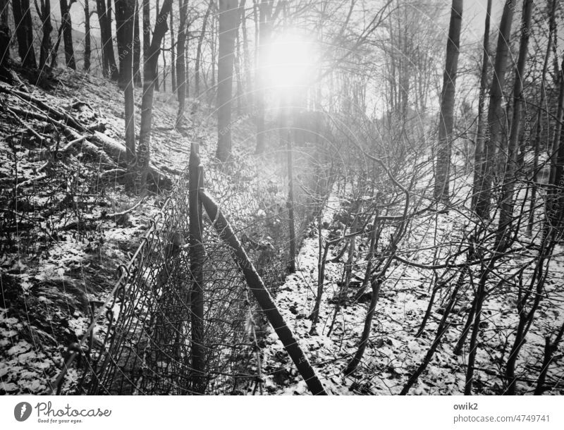 Durchs Dickicht Schwarzweißfoto Wald Zweige u. Äste Bäume Holz Winterlandschaft Frost ruhig Winterwald Winterspaziergang Winterstimmung Wintertag Wanderweg