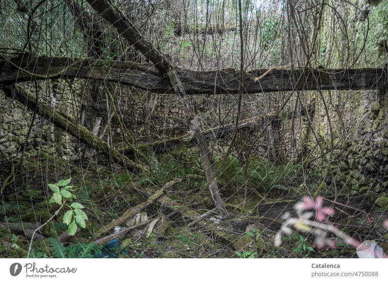 Werkstatt | der Natur Gebäude zerfallen Zerfall Vergänglichkeit Verfall Wand Vergangenheit Wandel & Veränderung Bauwerk kaputt Ruine Haus Mauer Dachbalken